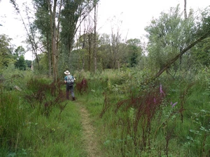 Rixensart, sentier du Martin Pêcheur