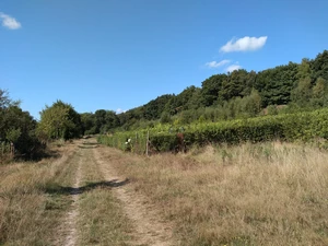 La Hulpe, sentier Pierre Louis - Mazerine